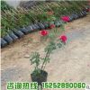 基地批發(fā)銷售歐洲月季花苗 紅龍 小女孩 供應優(yōu)質(zhì)藤本月季苗量大