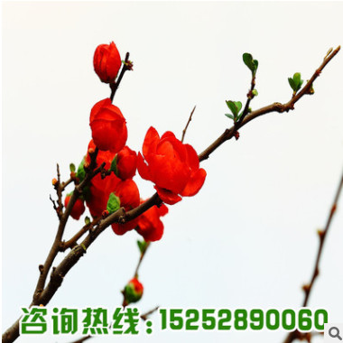 紅梅樹苗批發園林精品盆栽 工程綠化苗木紅梅花苗耐寒紅梅小苗