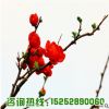 紅梅樹苗批發園林精品盆栽 工程綠化苗木紅梅花苗耐寒紅梅小苗