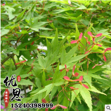 基地批發(fā)銷售雞爪槭樹苗 供應優(yōu)質行道綠化苗木雞爪槭小苗