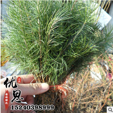 基地培育直銷松樹苗成活率高 優(yōu)質園林綠化雪松樹小苗歡迎咨詢