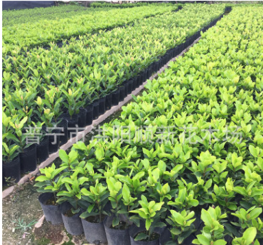 龍船花小苗 小區(qū)綠化工程苗木 袋苗 仙丹花苗