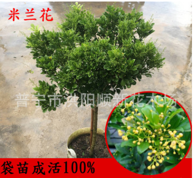 米蘭花苗 綠化工程袋苗 花卉盆栽 驅(qū)c綠植 四季常青芳香濃郁米蘭