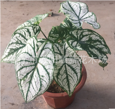 五彩芋盆栽 彩葉芋苗 室內(nèi)觀葉花卉 凈化空氣辦公室小盆栽合歡芋