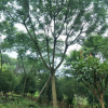 基地種植藍花楹樹苗15公分 綠化行道樹 風景樹基地批發(fā) 綠化工程