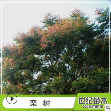 欒樹苗 胸徑5-25cm綠化苗木 苗圃供應樹苗批發