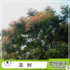 欒樹苗 胸徑5-25cm綠化苗木 苗圃供應樹苗批發
