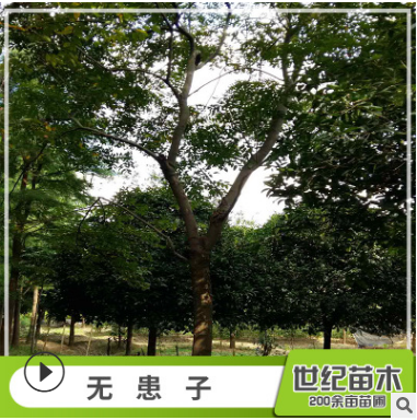 無(wú)患子 無(wú)患子樹(shù)苗 園林綠化無(wú)患子風(fēng)景樹(shù)