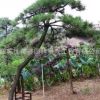 黑松樹苗批發(fā)工程綠化苗木造型松精品盆景 庭院觀賞綠植黑松苗
