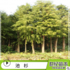 池杉水杉苗批發 工程綠化苗木 池杉樹苗