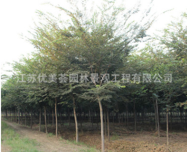 櫸樹樹苗批發(fā)工程綠化苗木紅櫸樹苗庭蔭街道防護樹 櫸樹小苗