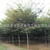 櫸樹樹苗批發(fā)工程綠化苗木紅櫸樹苗庭蔭街道防護(hù)樹 櫸樹小苗