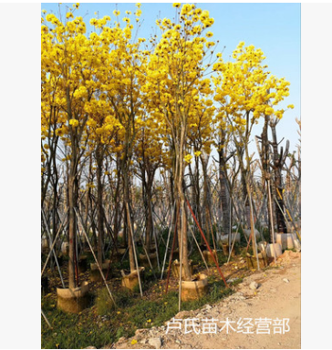 本場供用黃花風鈴木樹苗行道樹綠化鄉村綠化苗木