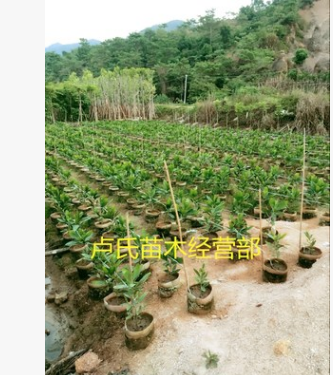 大量供應(yīng)自家馬占相思 大葉相思