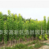 常年供應金葉復葉槭 規格齊全行道樹復葉槭 嫁接復葉槭小苗