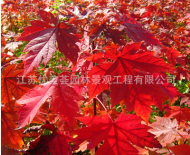紅楓樹苗批發(fā)工程綠化苗木嫁接美國紅楓苗 秋火焰 園林觀葉植物