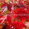 紅楓樹苗批發(fā)工程綠化苗木嫁接美國紅楓苗 秋火焰 園林觀葉植物