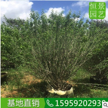 多分枝木槿袋苗移栽苗盆栽 木槿花多飽滿造型好看的 木槿樹苗供應(yīng)