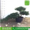 杜鵑高度50厘米 造型落葉灌木綠化工程苗杜鵑 美化環(huán)境盆栽映山紅 舉報