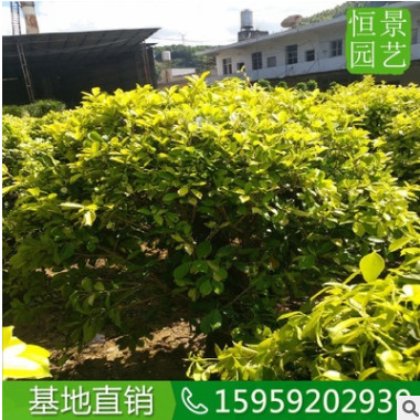 黃金榕球1米5高度 園林風景區綠化用黃金榕球 橢圓形金葉榕灌木從