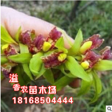 蘭花種植基地蘭花苗 春蘭 山蘭 惠蘭 帶花苞 花卉盆栽 四季常青