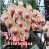 批發【紅心】蝴蝶蘭花苗盆栽桌面客廳花卉綠植物君子蘭四季開花
