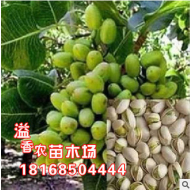 基地批發 果樹苗盆栽開心果苗長果阿月渾子9月上旬成熟 盆栽果樹