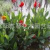 水生花卉綠化植物水生美人蕉種根苗子植物工程用苗濕地植物挺水