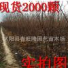 大量批發(fā)櫻花小苗 櫻花工程苗 櫻花成品苗 自產(chǎn)自銷 2-3公分開花
