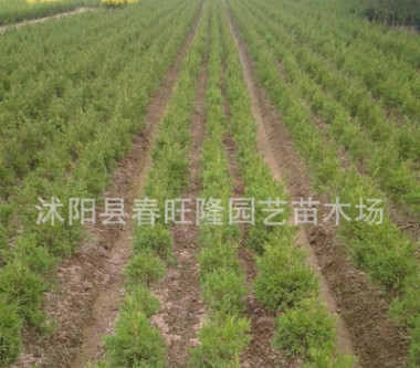 批發 四季常青檜柏小苗 工程綠化檜柏苗 園林綠化小苗 規格齊全