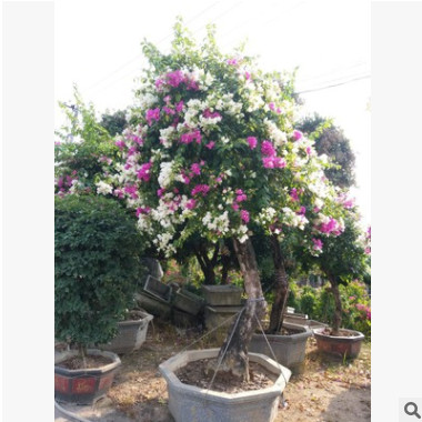 五彩多色三角梅基地 三角梅報(bào)價(jià) 花色三角梅盆景 多色三角梅樹