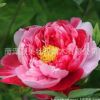 批發(fā)觀賞牡丹苗 陽(yáng)臺(tái)花卉盆栽 旅游 庭院綠化植物盆栽 當(dāng)年開花