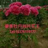 獨(dú)桿觀賞 精品牡丹王 旅游項(xiàng)目花卉綠植 園林園藝 庭院觀賞