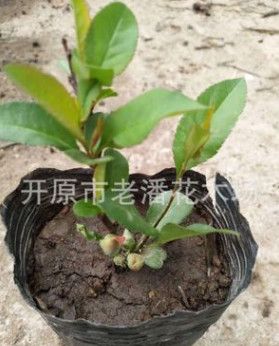 富貴王子扦插苗 具有良好的抗寒能力 花期長(zhǎng)達(dá)120天 極具觀賞價(jià)值
