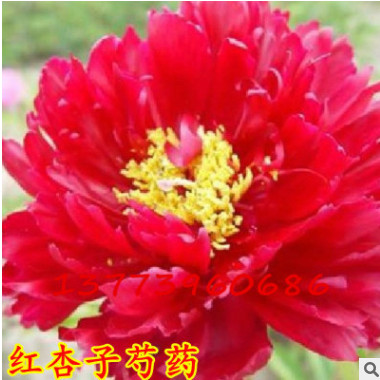 庭院植物多年生芍藥花苗 紅杏子芍藥根塊 觀賞盆栽花卉15到20個(gè)芽