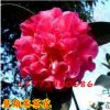 中國傳統名花 世界名花之一茶花苗 楚雄茶 盆栽山茶花苗 扦插苗