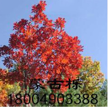 柞樹 棹樹蒙古礫五角 五角楓球 叢生五角風(fēng) 蒙古櫟