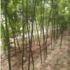 出售速生國槐樹苗 國槐樹 原生國槐樹價格表