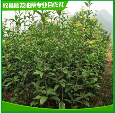 大量批發(fā) 地徑2-4公分桂花樹 四季觀賞桂花苗 株洲綠化桂花苗