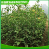 大量批發 地徑2-4公分桂花樹 四季觀賞桂花苗 株洲綠化桂花苗