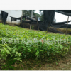 廠家批發 楠木小樹苗 園林綠化植物種苗 綠化風景樹苗