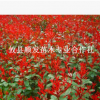 大量批發 紅葉石楠10-40公分小苗 紅葉石楠扦插苗圃