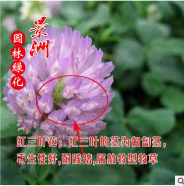 批發一年生紫花苜蓿草籽黑麥草種子 牧草種子牲口牛羊飼料種子