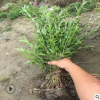 園林種苗千屈菜 千屈菜價格 水生植物基地千屈菜 再力花批發