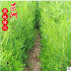 柏樹苗 0.5-1.2米側柏苗學校綠化馬路綠籬園林觀賞植物柏樹苗批