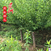 紅梅樹苗造型盆景嫁接苗 庭院室內盆栽
