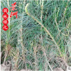 白皮松小苗 直銷批發護坡綠化學校綠化馬路園林植物白皮松樹苗