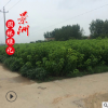 園林種苗桑樹苗 1-1.5米桑樹苗價格 苗圃直銷桑樹苗