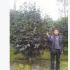 供應 各種大小規(guī)格 茶花球