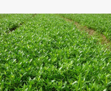 低價(jià) 供應(yīng) 綠化用灌木苗 梔子花